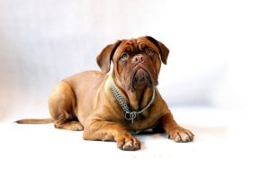 Neapolitan Mastiff Wins World’s Ugliest Dog Contest