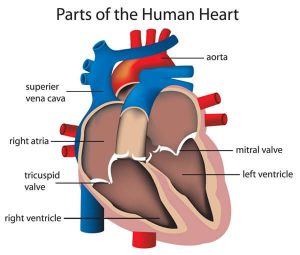 Part of the Human Heart