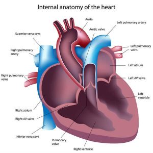 Internal anatomy of the heart
