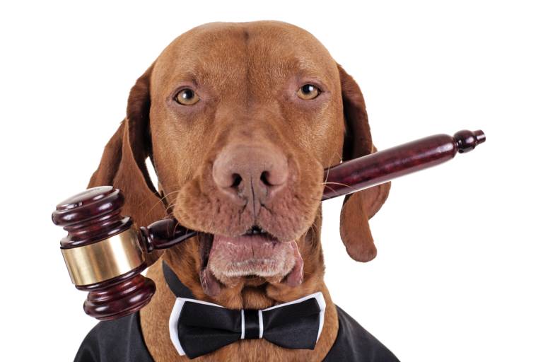 dog biting a gavel