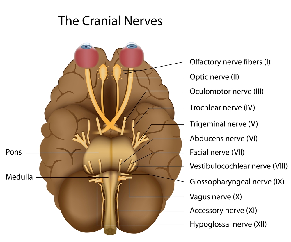 Lesiones de Nervios Craneales de la Médula Espinal