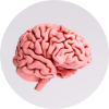 Human brain for negligent surgery permanent injury case