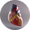 Human heart for failure to diagnose fatal heart condition case