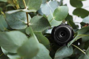Hidden spy camera concealed inside a houseplant