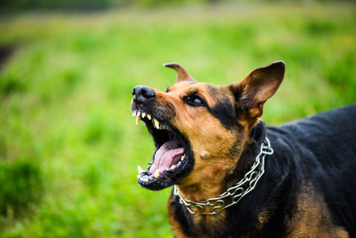 Aggressive German Shepherd baring its teeth outdoors
